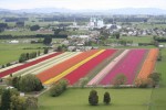 [2012 tulips 013.jpg.jpg]